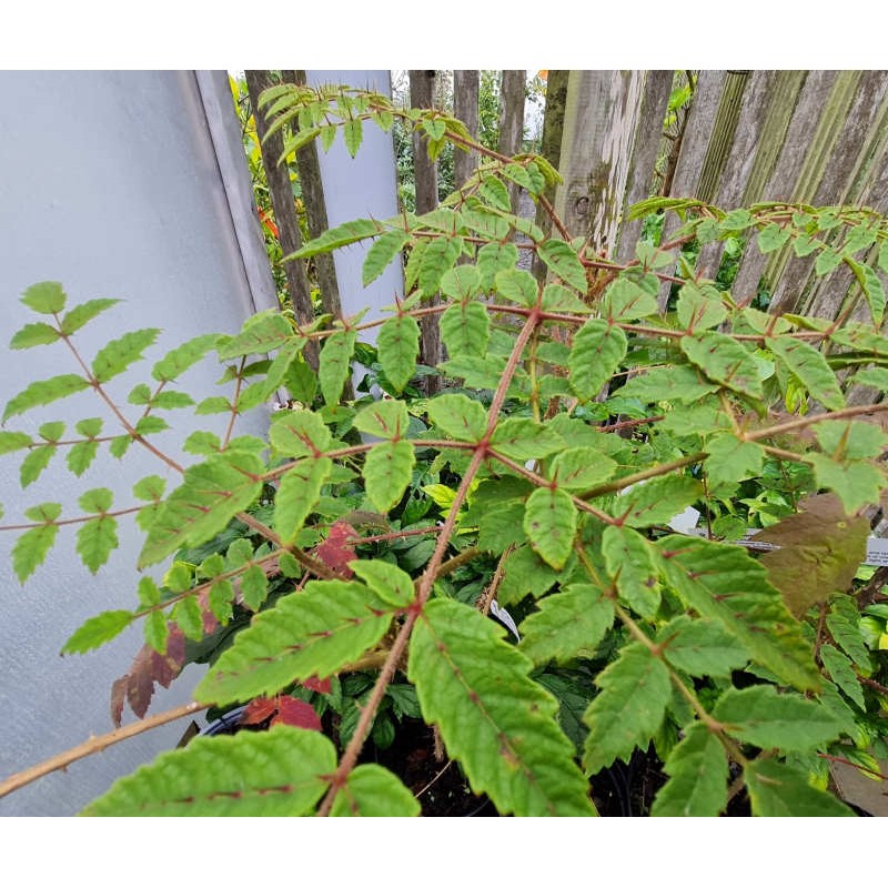 Aralia decaisneana - leaves in late summer