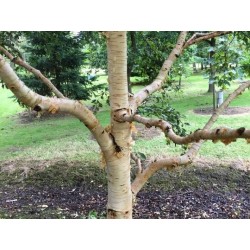 Betula ermanii 'Kwanak Weeping' - winter bark