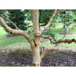 Betula ermanii 'Kwanak Weeping' - winter bark