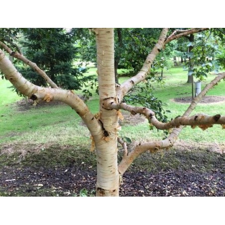 Betula ermanii 'Kwanak Weeping' - winter bark Betula ermanii 'Kwanak Weeping' - winter bark