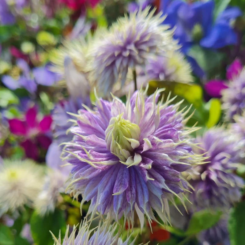 Blue Light Clematis Bloom Time Chart