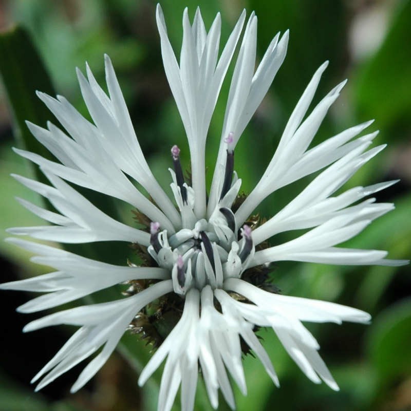 Centaurea montana 'Alba' - flowers in early summer