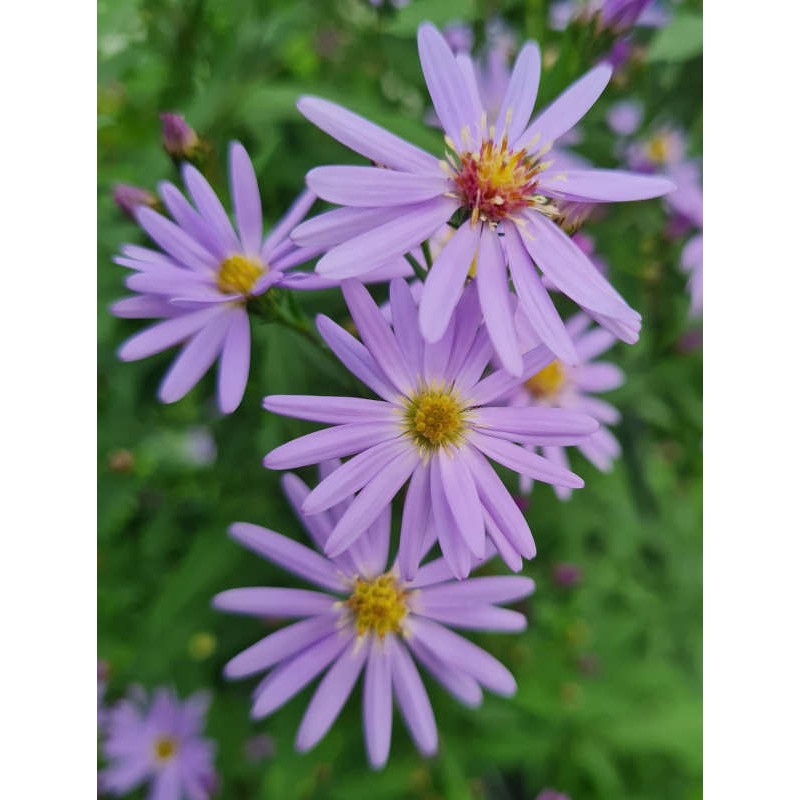 Aster 'Little Carlow' - flowers in late summer close up Aster 'Little Carlow' - flowers in late summer close up
