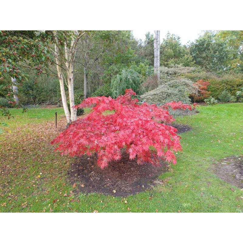 Acer palmatum 'Westonbirt Red' - autumn colour