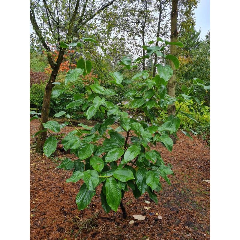 Magnolia 'Sir Harold Hillier' - green summer leaves