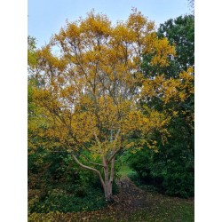 Betula ermanii 'Grayswood Hill' - bright yellow autumn colour