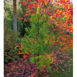 Taxodium distichum 'Peve Minaret' - established plant in early October