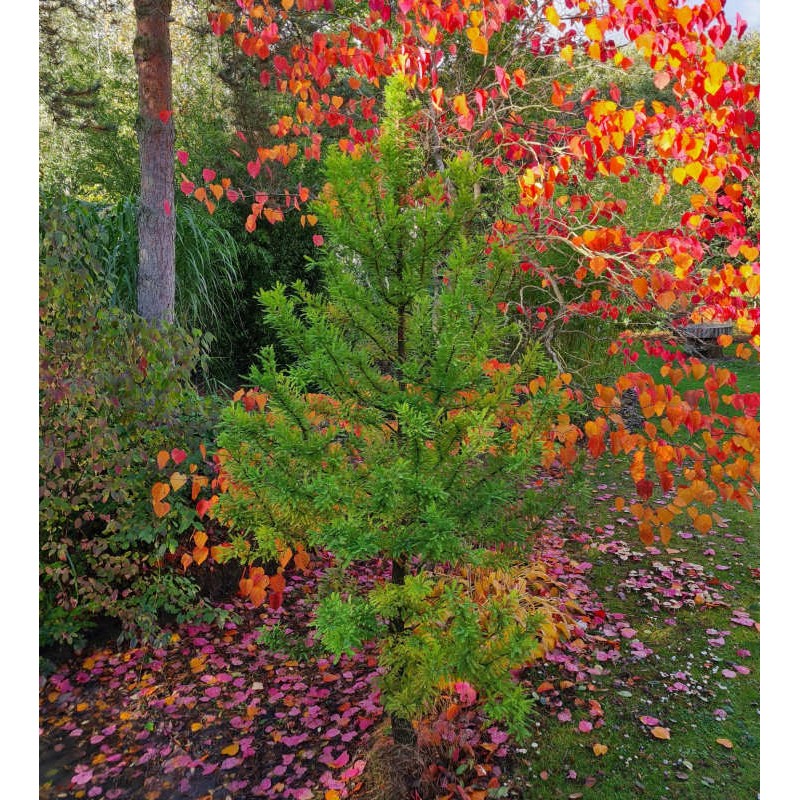 Taxodium distichum 'Peve Minaret' - established plant in early October