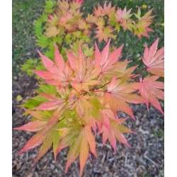 Acer shirasawanum 'Jordan' - early autumn colour
