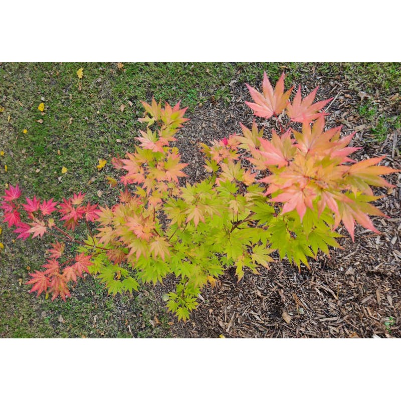 Acer shirasawanum 'Jordan' - autumn colour starting in October