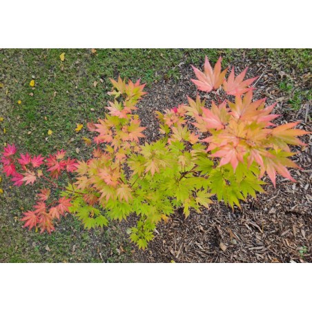 Acer shirasawanum 'Jordan' - autumn colour starting in October