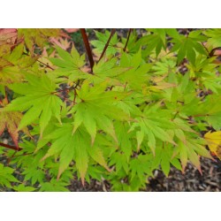 Acer shirasawanum 'Jordan' - leaves in late summer