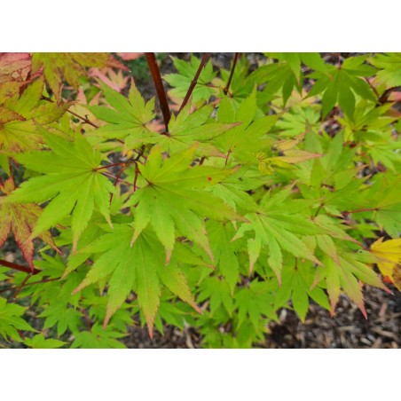 Acer shirasawanum 'Jordan' - leaves in late summer