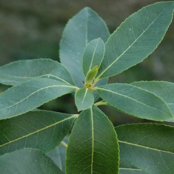 Arbutus 'Marina' - evergreen leaves