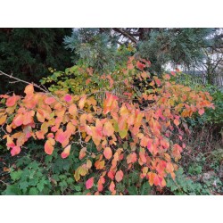 Hamamelis vernalis 'Sandra' - autumn colour