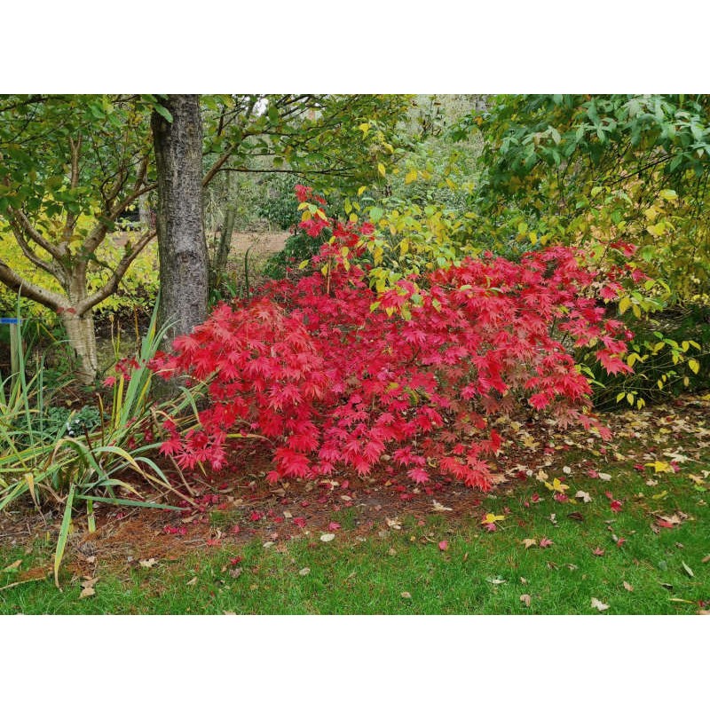 Acer palmatum 'Westonbirt Orange' - autumn colour