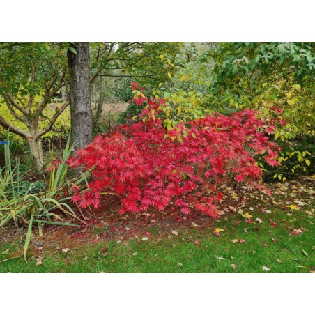 Acer palmatum 'Westonbirt Orange' - autumn colour