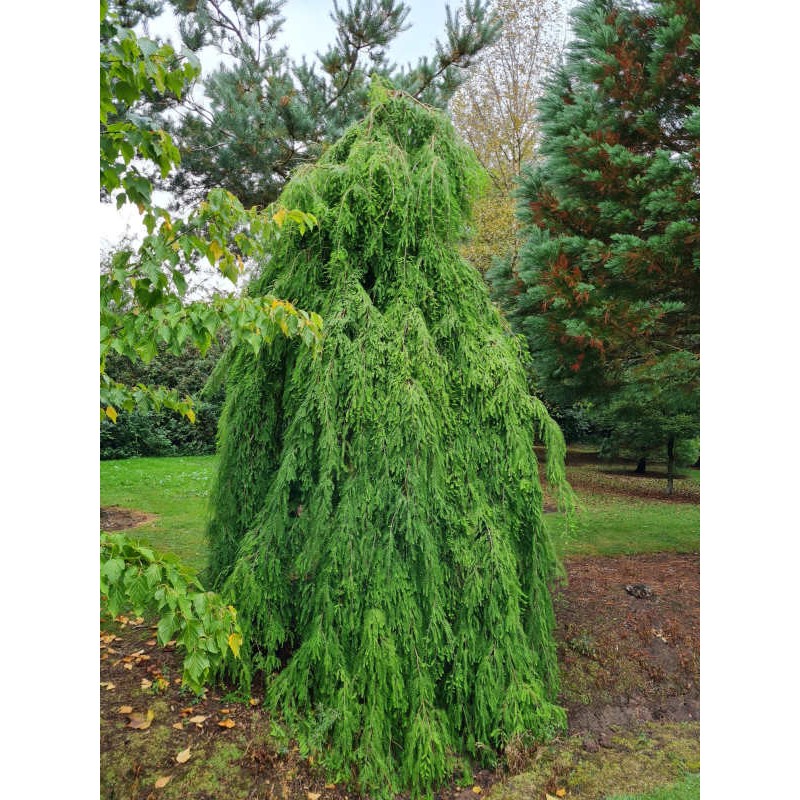 Taxodium distichum 'Cascade Falls' - handsome established weeping tree