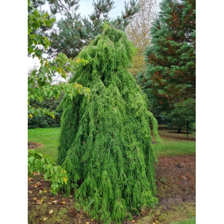 Taxodium distichum 'Cascade Falls' - handsome established weeping tree