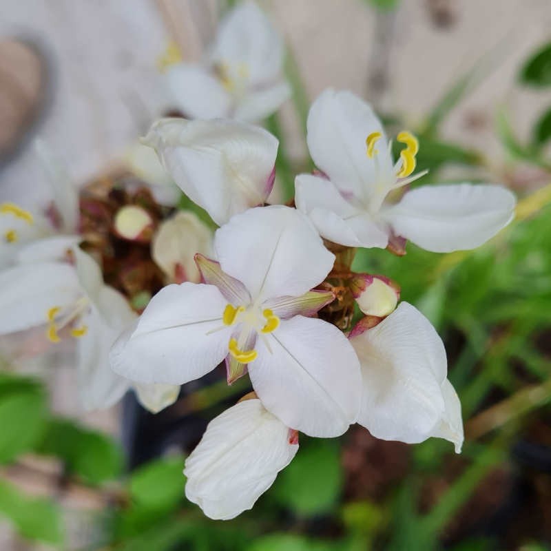 Libertia procera - flowers in early summer