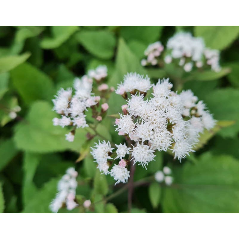 Eupatorium rugosum 'Chocolate' - autumn flowers Eupatorium rugosum 'Chocolate' - autumn flowers
