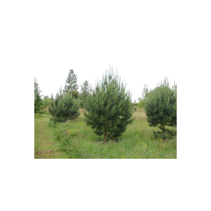 Pinus sylvestris - young trees