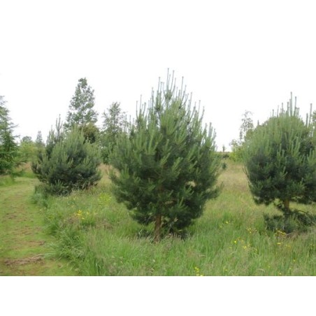 Pinus sylvestris - young trees