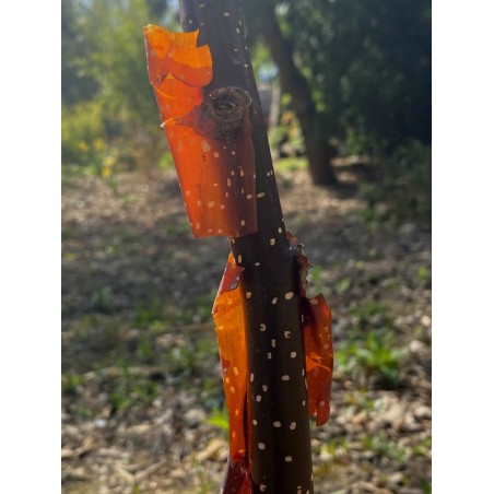 Betula utilis 'Chris Lane' - handsome dark bark on a young tree Betula utilis 'Chris Lane' - handsome dark bark on a young tree