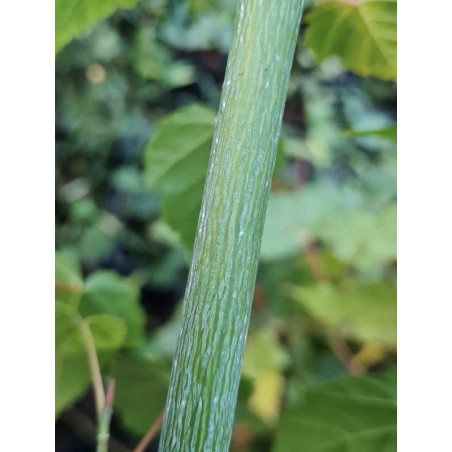 Acer rubescens - handsome bark on a young plant