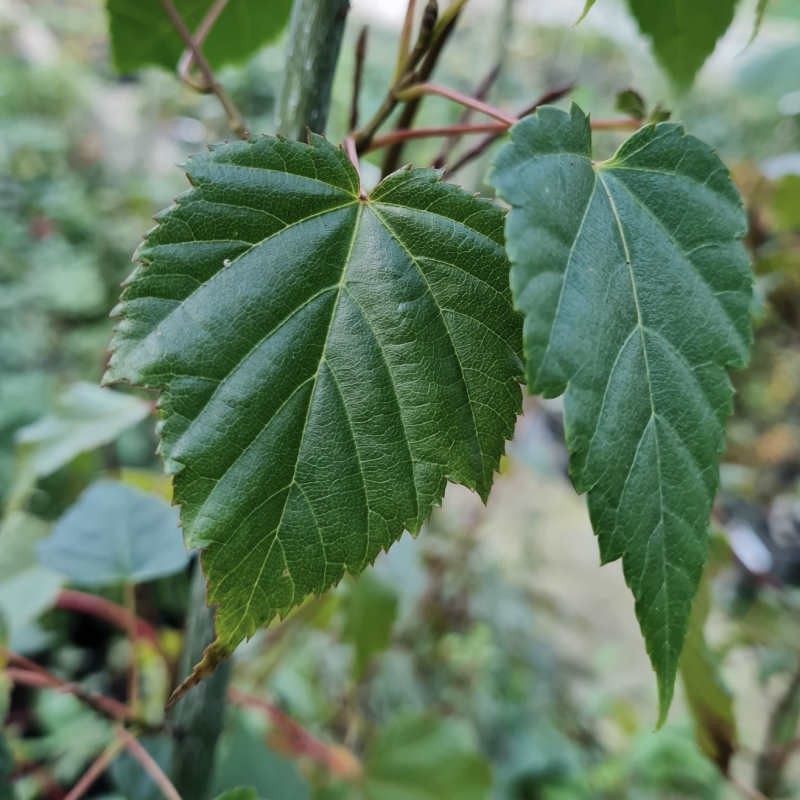 Acer rubescens - leaves in late summer