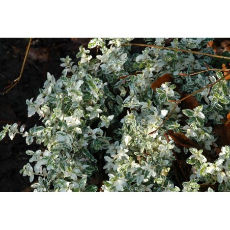Euonymus fortunei 'Harlequin' - variegated evergreen leaves Euonymus fortunei 'Harlequin' - variegated evergreen leaves