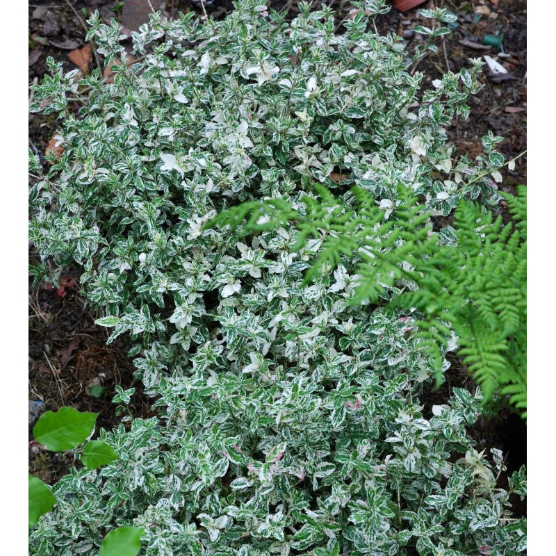 Euonymus fortunei 'Harlequin' - ground cover plant with variegated leaves