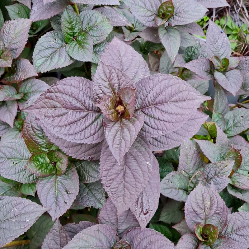 Hydrangea serrata 'Daredevil' - purplish green leaves