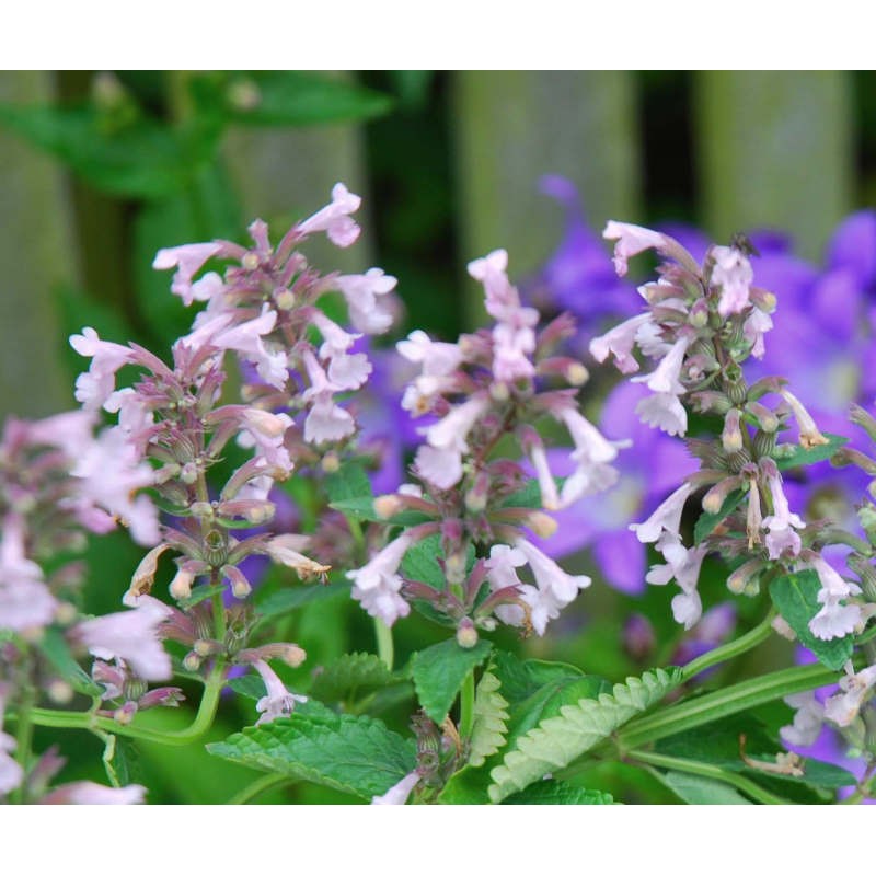 Nepeta grandiflora 'Dawn to Dusk' - flowers in summer