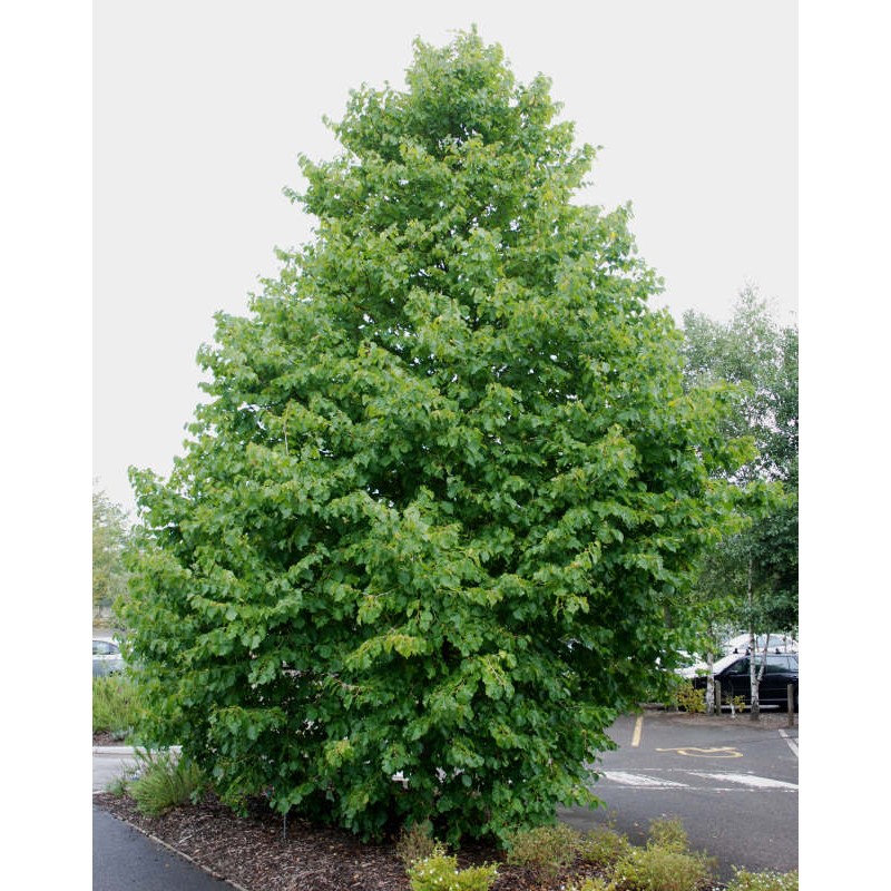 Corylus colurna - established tree
