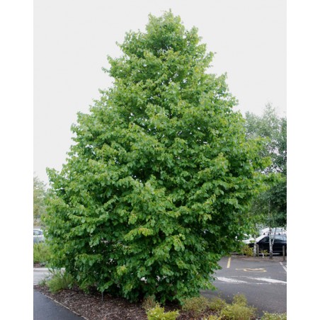 Corylus colurna - established tree