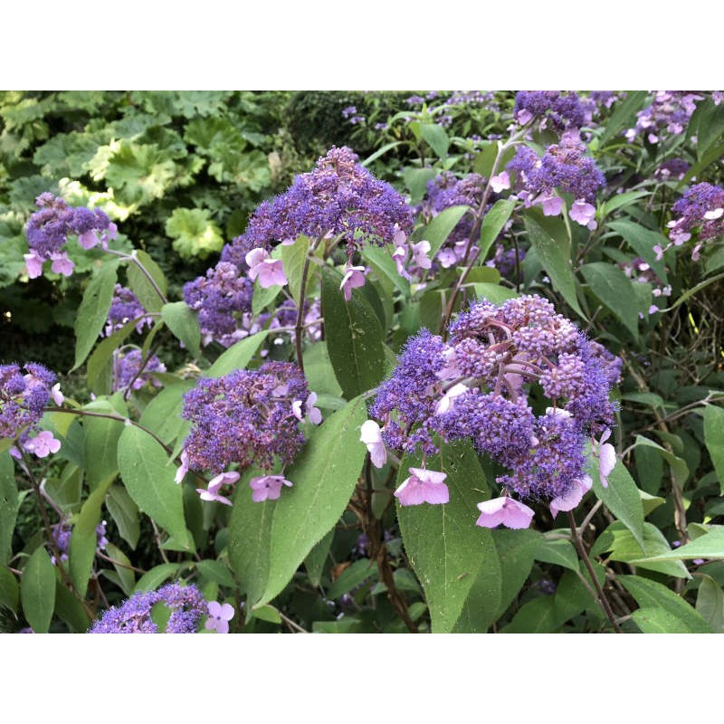 Hydrangea aspera 'Mauvette' - summer flowers