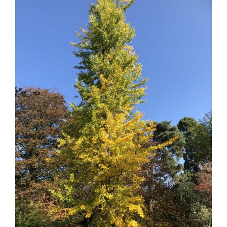 Ginkgo biloba - autumn colour Ginkgo biloba - autumn colour