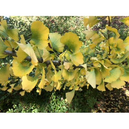 Ginkgo biloba - leaves in autumn Ginkgo biloba - leaves in autumn