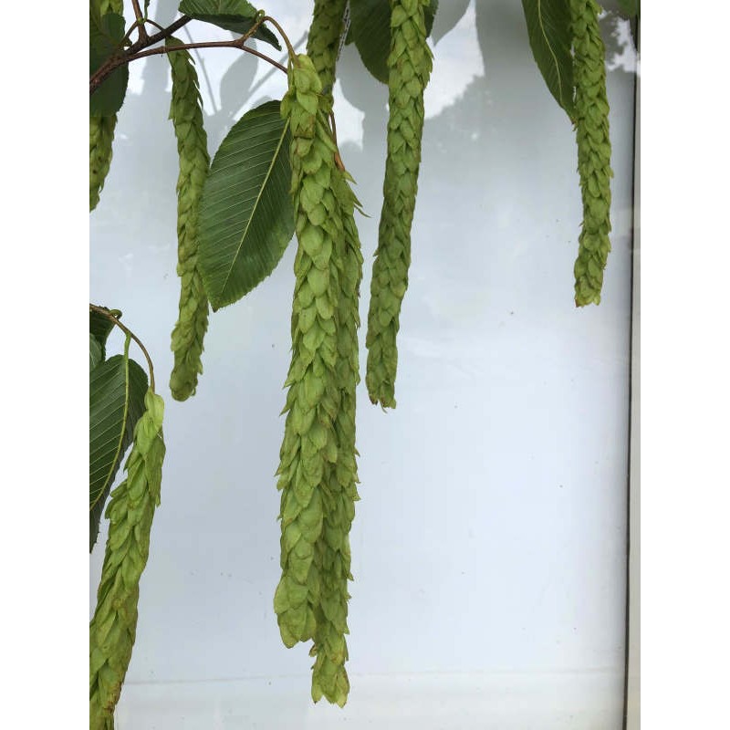 Carpinus fangiana - catkins