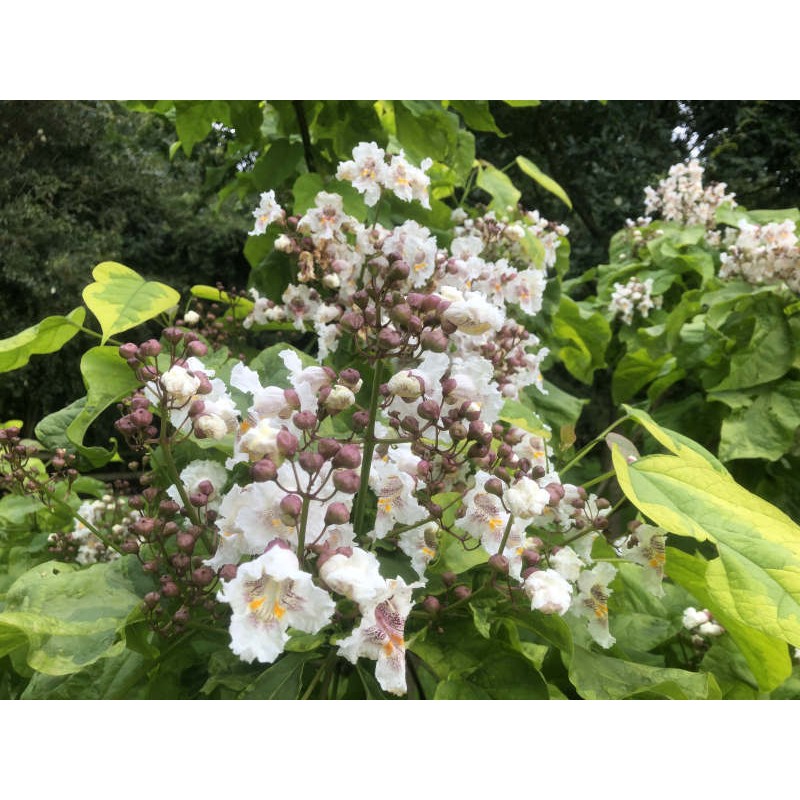 Catalpa bignonioides 'Variegata' - summer flowers