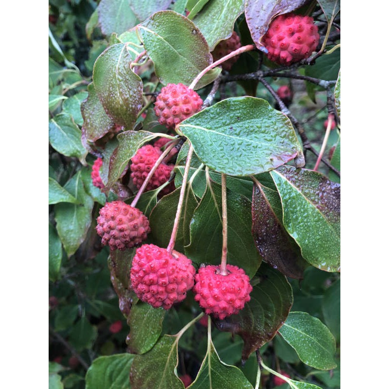 Cornus kousa 'China Girl' - fruit in early autumn