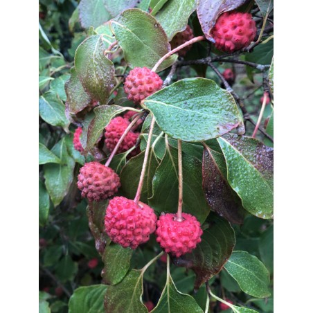 Cornus kousa 'China Girl' - fruit in early autumn Cornus kousa 'China Girl' - fruit in early autumn