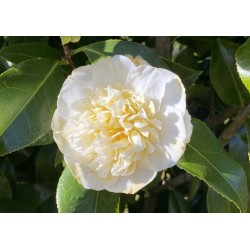 Camellia japonica 'Brushfield Yellow' - spring flowers