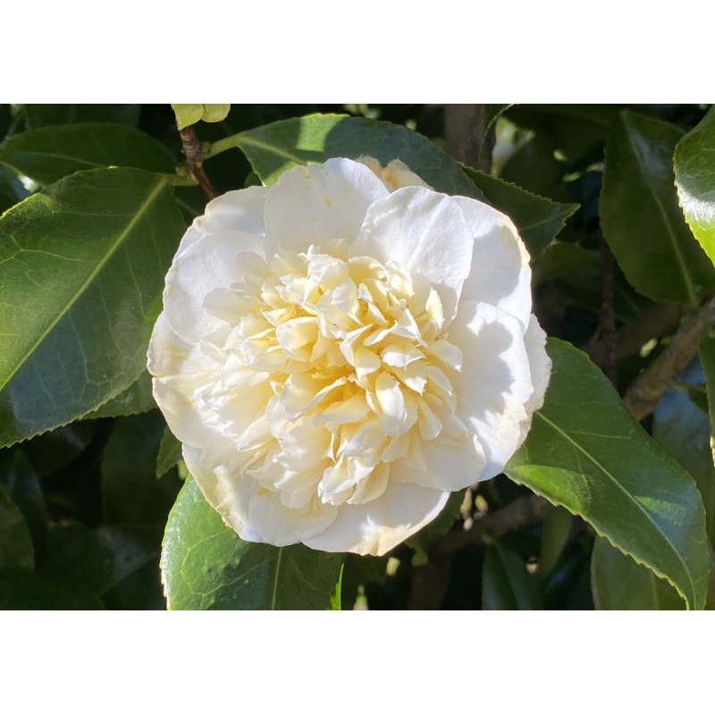 Camellia japonica 'Brushfield Yellow' - spring flowers Camellia japonica 'Brushfield Yellow' - spring flowers