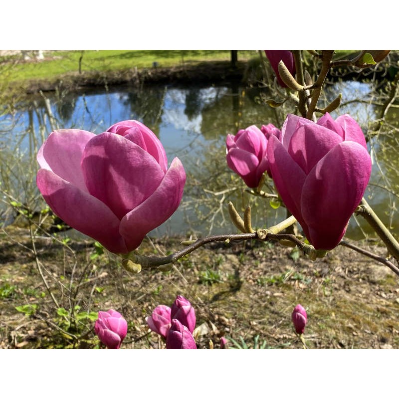Magnolia 'Theodora' - spring flowers