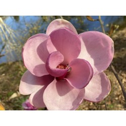 Magnolia 'Theodora' - flowers open in spring