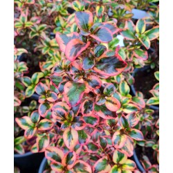 Coprosma 'Inferno' - purple tinted leaves in late November