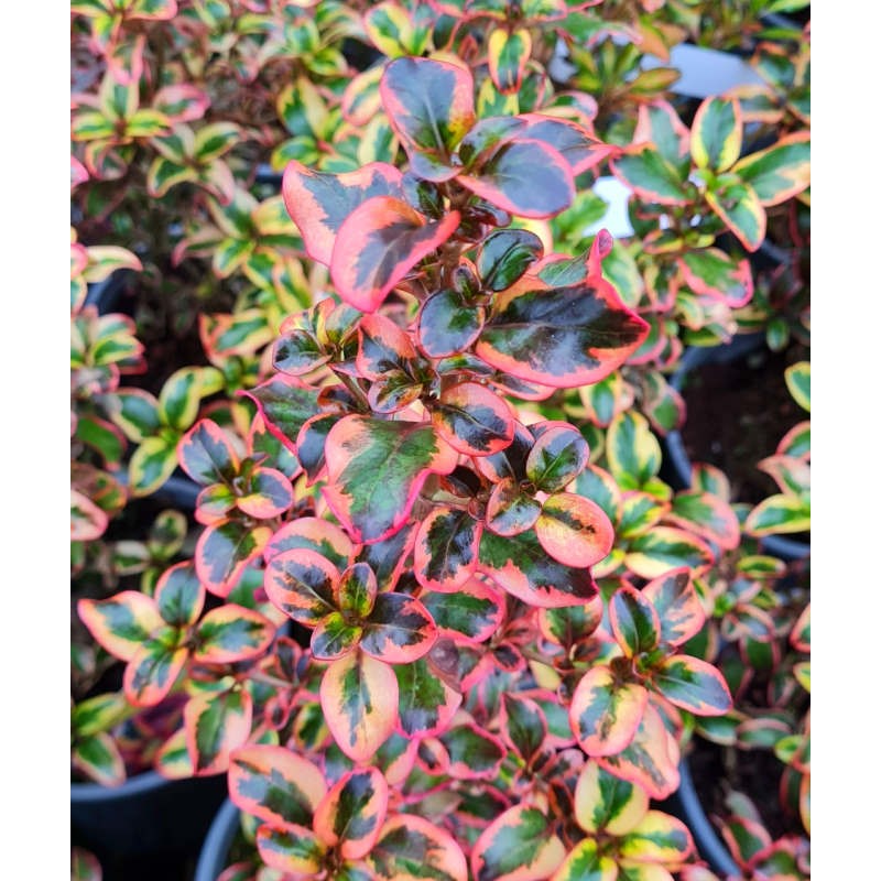 Coprosma 'Inferno' - purple tinted leaves in late November Coprosma 'Inferno' - purple tinted leaves in late November