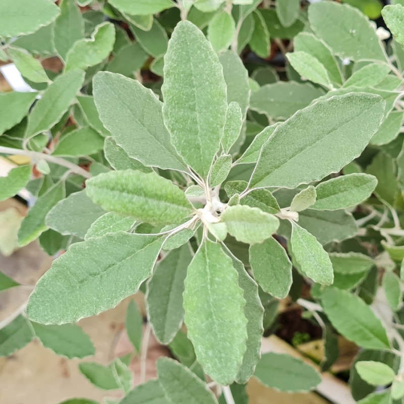 Brachyglottis 'Silver Waves' - leaves